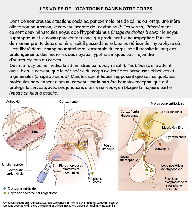 descubre las posibles interacciones de oxytropin, sus efectos secundarios y precauciones importantes. infórmate antes de combinar este medicamento con otros tratamientos.