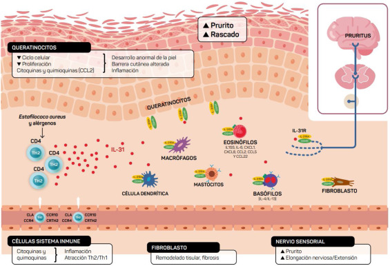 descubre cómo la oxitropina influye en el sistema inmunológico, sus beneficios y posibles aplicaciones en la salud, en este análisis completo y actualizado.