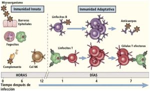 descubre cómo la oxitropina puede influir en el sistema inmunológico, sus beneficios potenciales y el impacto en la salud. obtén información actualizada sobre la relación entre oxitropina e inmunidad.