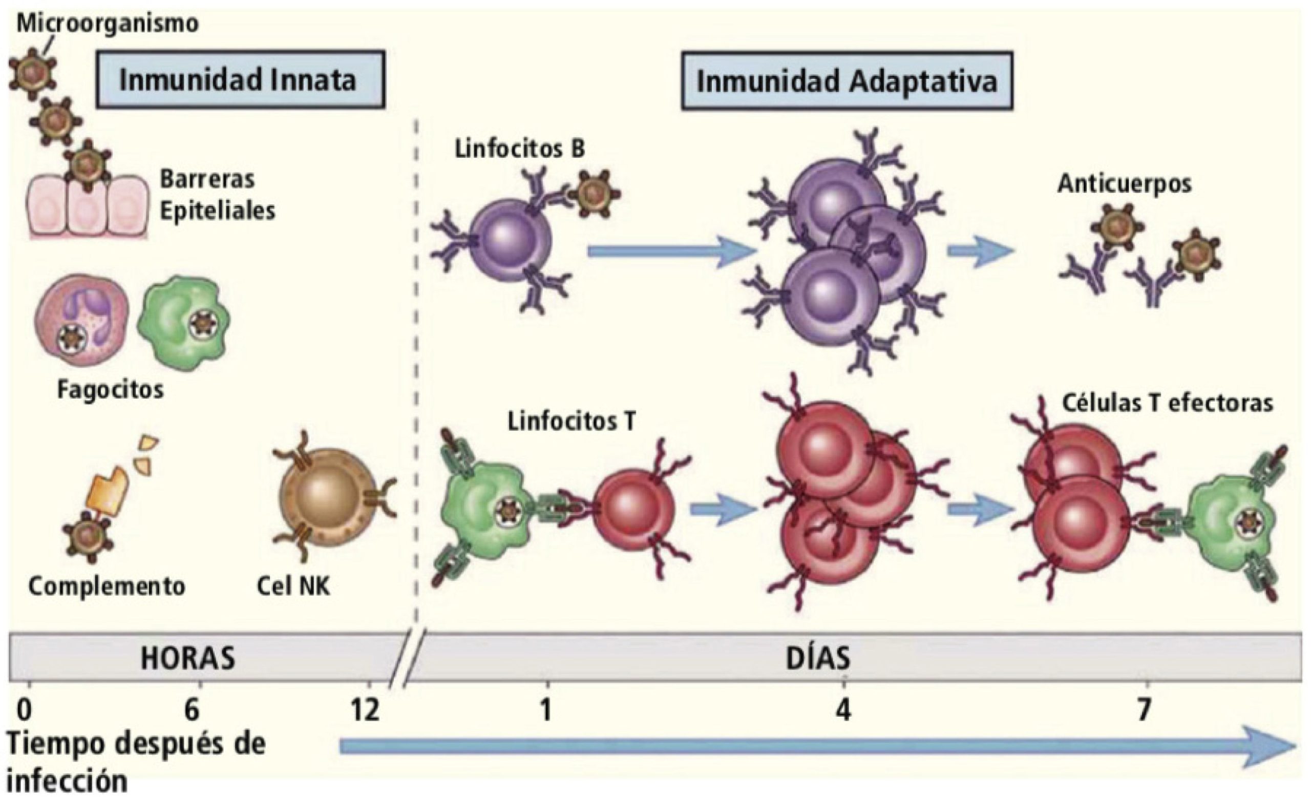 descubre cómo la oxitropina puede influir en el sistema inmunológico, sus beneficios potenciales y el impacto en la salud. obtén información actualizada sobre la relación entre oxitropina e inmunidad.