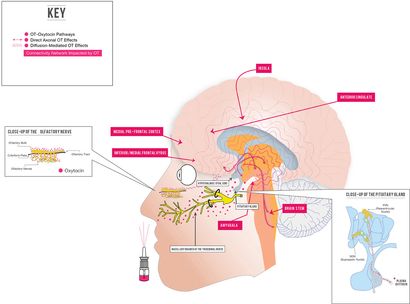 descubre en nuestro análisis todo lo que necesitas saber sobre oxytropin: usos, efectos, beneficios y advertencias. obtén información detallada y actualizada antes de tomar una decisión.