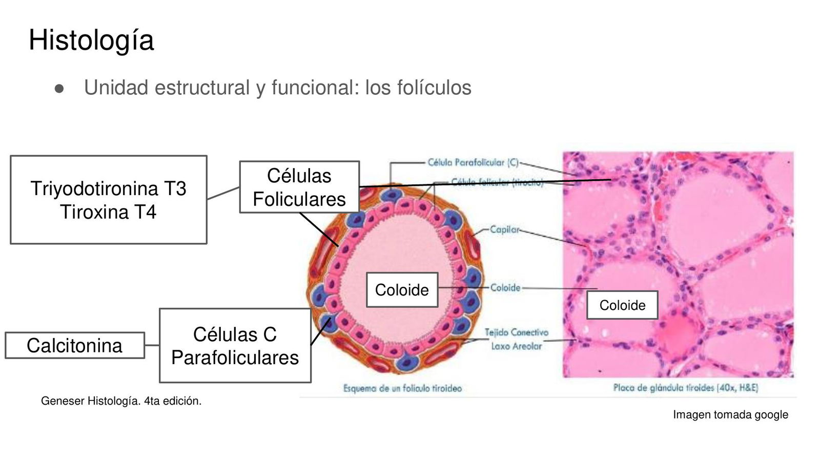descubre cómo el oxytropin influye en el metabolismo, sus beneficios, funciones principales y su impacto en la salud. conoce los efectos de esta hormona en el equilibrio metabólico.