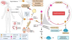 descubre cómo el oxytropin influye en el metabolismo, sus beneficios, mecanismos de acción y recomendaciones para mejorar tu salud metabólica de manera segura y efectiva.